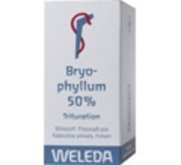 BRYOPHYLLUM 50% Pulver zum Einnehmen