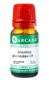 AILANTHUS GLANDULOSA LM 18 Dilution